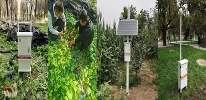 中山公园-古树生长环境检测项目